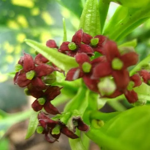 Aucuba japonica Crotonifolia