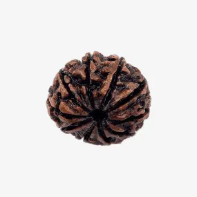 Nepal Origin 10 Mukhi Rudraksha